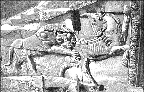 Lion hunting the bull