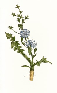 Medicinal plant