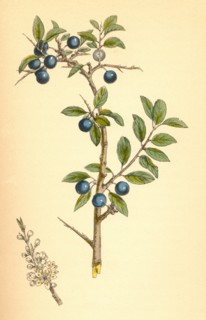 Medicinal plant