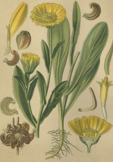 Medicinal plant Marigold