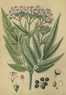 Medicinal plant elder