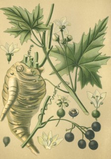 Medicinal plant byronia