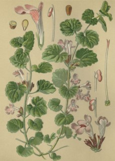 Medicinal plant Ground-ivy
