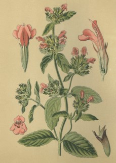 Medicinal plant Common Savory