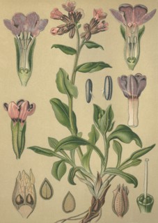 Medicinal plant common lungwort