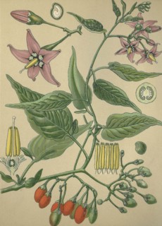 Medicinal plant bittersweet