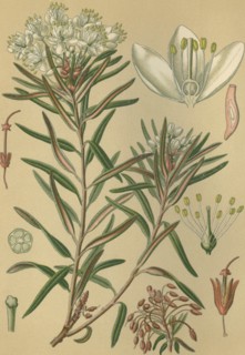 Medicinal plant Rhododendron tomentosum