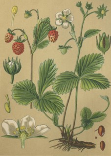 Medicinal plant wild strawberry