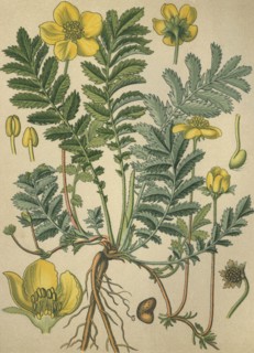 Medicinal plant silverweed