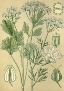 Medicinal plant Anise