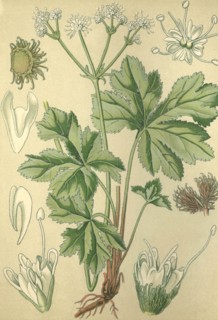 Medicinal plant