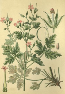 Medicinal plant Herb Robert