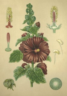 Medicinal plant Garden mallow