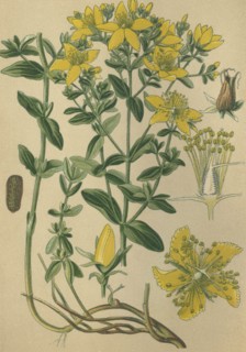Medicinal plant Saint John's Wort