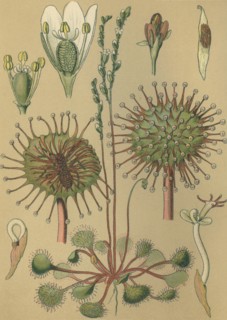 Medicinal plant sundew