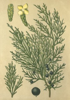 Medicinal plant Sabine