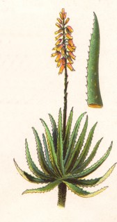Medicinal plant Aloe Vera  /  Heilpflanze Echte Aloe