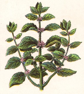 Medicinal plant
