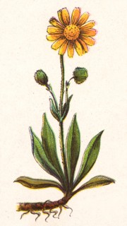 Medicinal plant Arnica montana