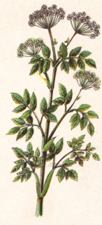 Medicinal plant