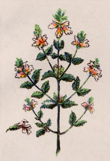 Medicinal plant