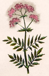 Medicinal plant