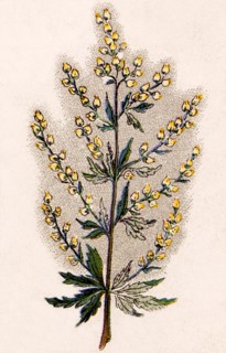 Medicinal plant