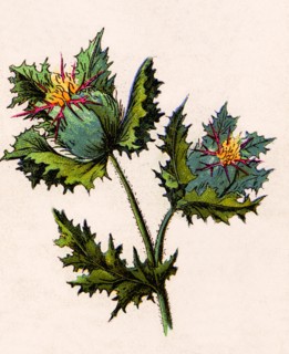 Medicinal plant