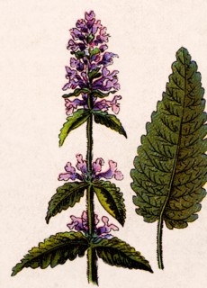 Medicinal plant