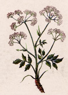Medicinal plant