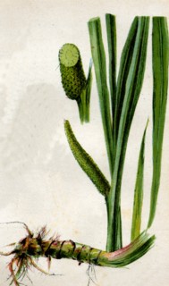 Medicinal plant