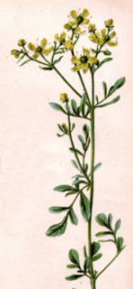 Medicinal plant
