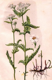 Medicinal plant Achillea millefolium