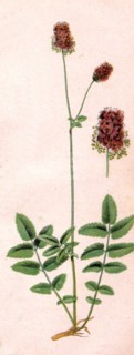 Medicinal plant Pimpinella saxifraga