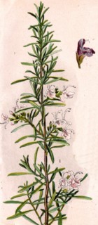 Medicinal plant