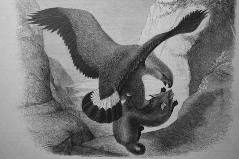 Golden eagle with prey  /  Steinadler mit Beute