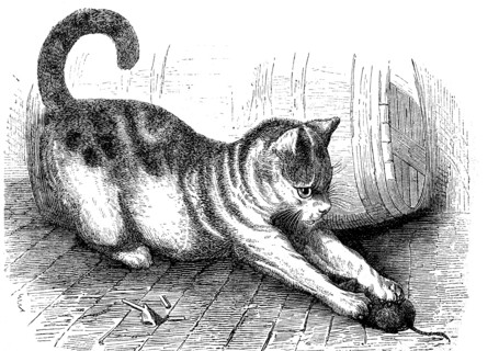House cat with a captured mouse