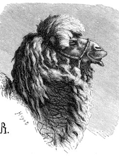 Bactrian camel