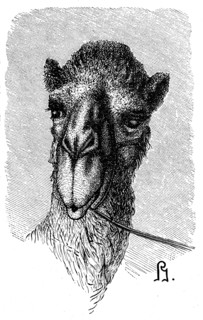 Dromedary