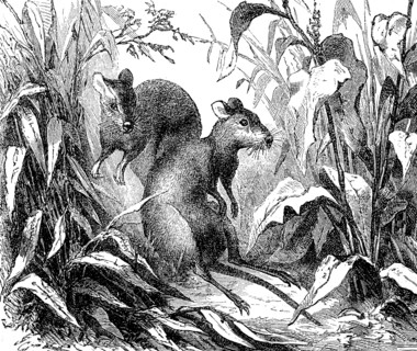 Kangaroo rat