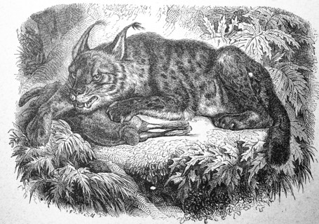 Lynx