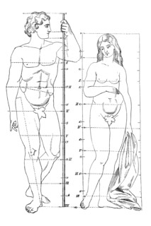 Anatomy