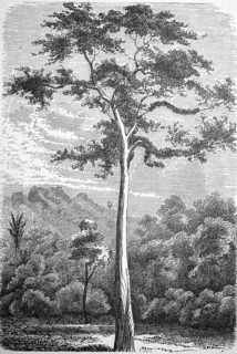 Upas tree