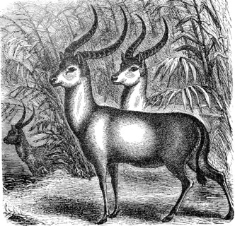 waterbuck