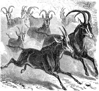 Antelope Harris