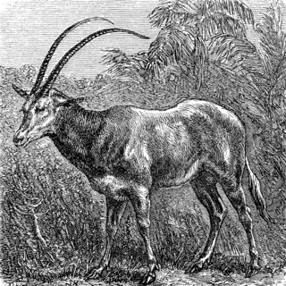 Arabian oryx or white oryx