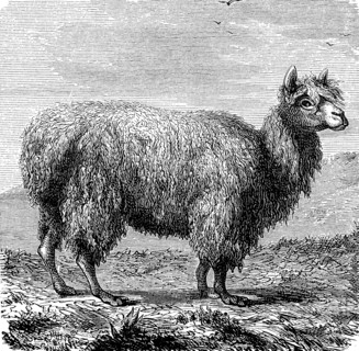 Alpaca