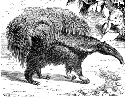 giant anteater