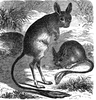 Greater Egyptian jerboa