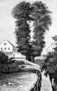 Strange trees in Germany